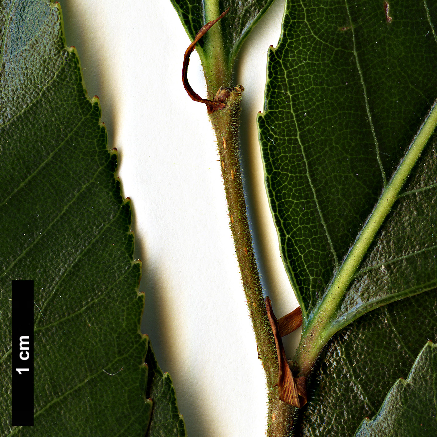 High resolution image: Family: Nothofagaceae - Genus: Nothofagus - Taxon: moorei